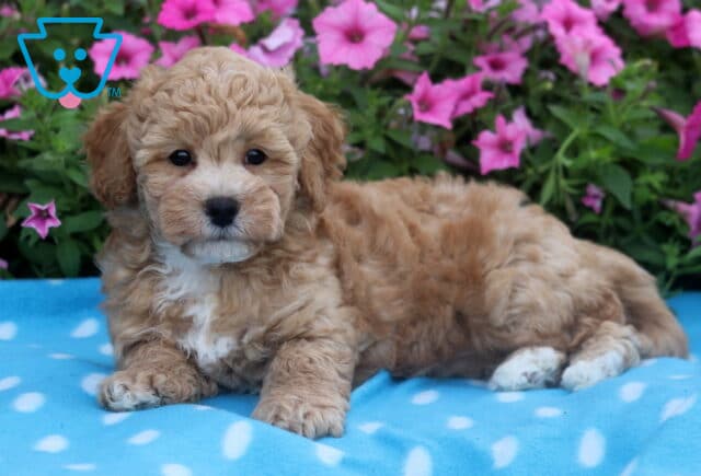 Curly Bichpoo puppy with a soft tan and white coat lying on a blue polka dot blanket, set against a background of pink petunias. image
