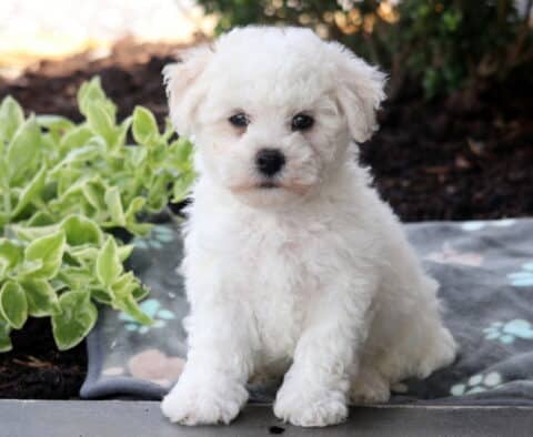 Comet Bichon