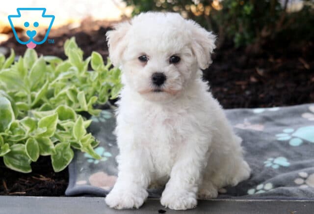 Comet Bichon image