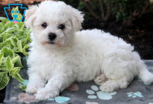 Comet Bichon2 image