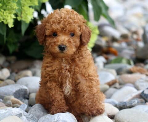 Comet Toy Poodle