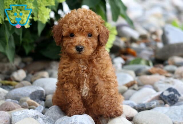 Comet Toy Poodle image