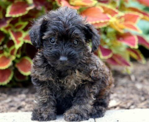 Adorable black and tan Yorkiepoo puppy with a curly coat sitting attentively in front of colorful coleus plants and mulch.