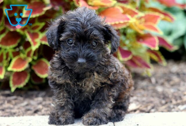 Adorable black and tan Yorkiepoo puppy with a curly coat sitting attentively in front of colorful coleus plants and mulch. image
