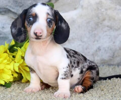 Cooper Mini Dachshund