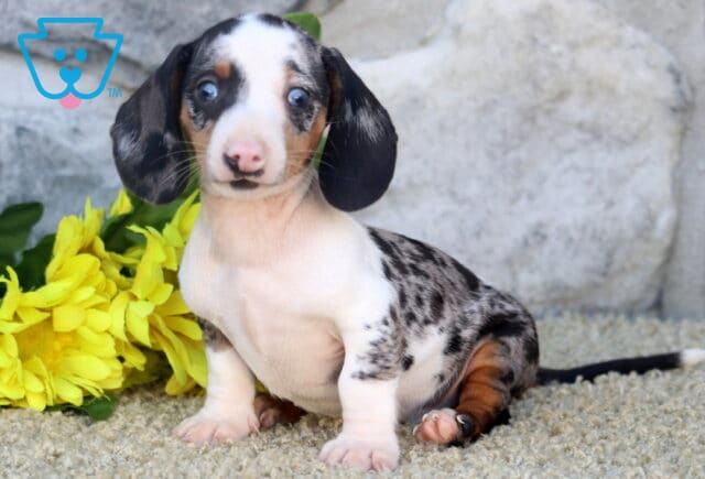 Cooper Mini Dachshund image