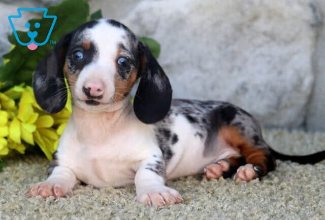 Cooper Mini Dachshund2 image
