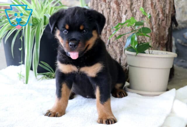 Cora Rottie image