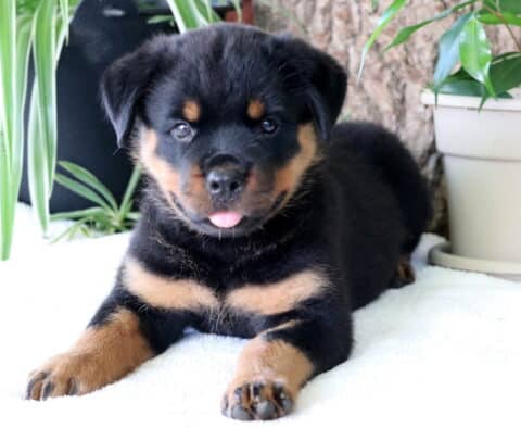 Cora Rottie2