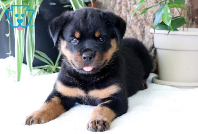 Cora Rottie2 image