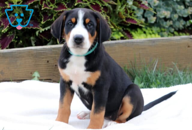 Sweet Greater Swiss Mountain Dog puppy sitting on a white blanket with a teal collar and an alert, curious gaze. image