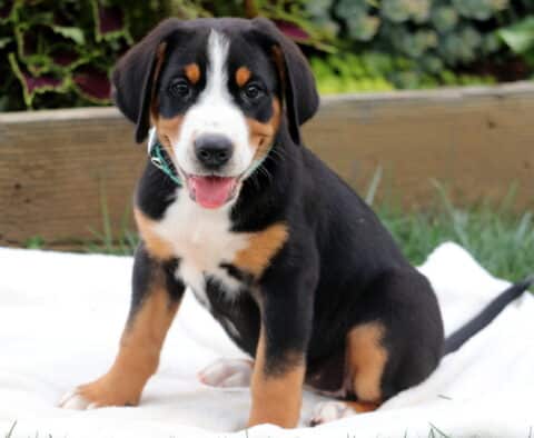 Adorable Greater Swiss Mountain Dog puppy with a teal collar sitting on a blanket, smiling sweetly at the camera.