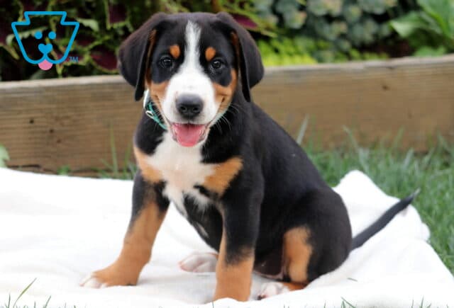 Adorable Greater Swiss Mountain Dog puppy with a teal collar sitting on a blanket, smiling sweetly at the camera. image
