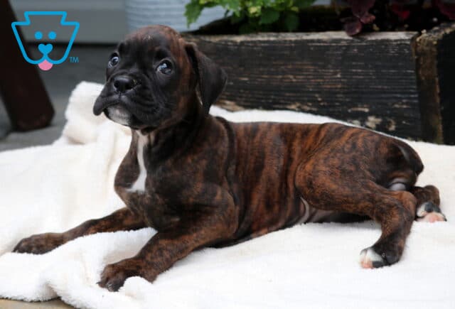 Cuddles Boxer image