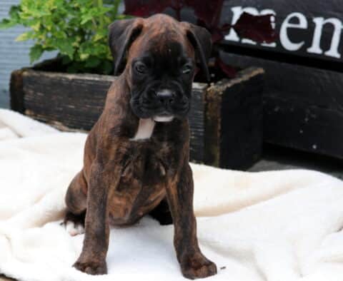 Cuddles Boxer2