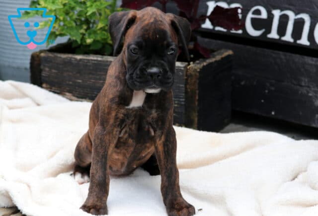 Cuddles Boxer2 image