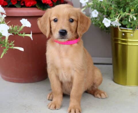 Golden Retriever puppy with a light golden coat and pink collar sitting between two flower pots filled with white blooms.