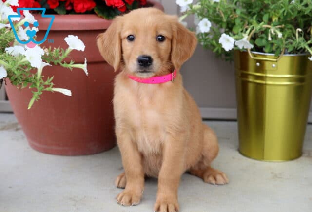Golden Retriever puppy with a light golden coat and pink collar sitting between two flower pots filled with white blooms. image