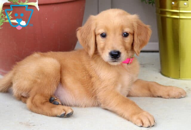 Golden Retriever puppy with a sleek golden coat and pink collar lying on a concrete floor beside large red and gold flower pots. image