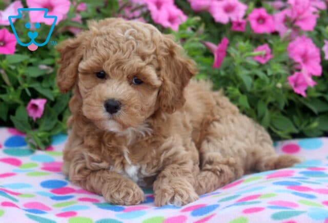 Light tan Bichpoo puppy with a white chest and curly fur lying on a colorful polka dot blanket, with bright pink flowers in the background. image