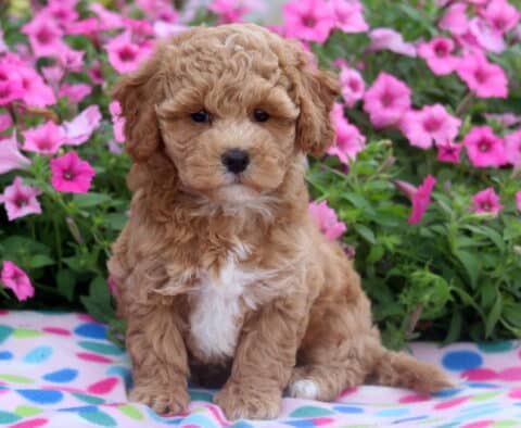 Fluffy apricot-colored Bichpoo puppy with a white chest sitting on a colorful polka dot blanket in front of vibrant pink flowers.