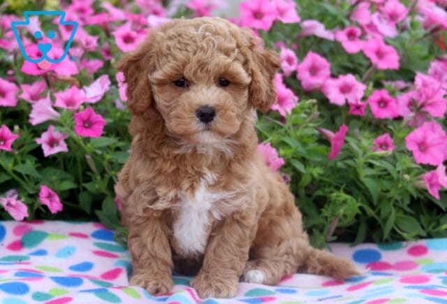 Fluffy apricot-colored Bichpoo puppy with a white chest sitting on a colorful polka dot blanket in front of vibrant pink flowers. image