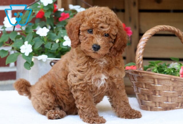 Daffodil Mini Poodle image
