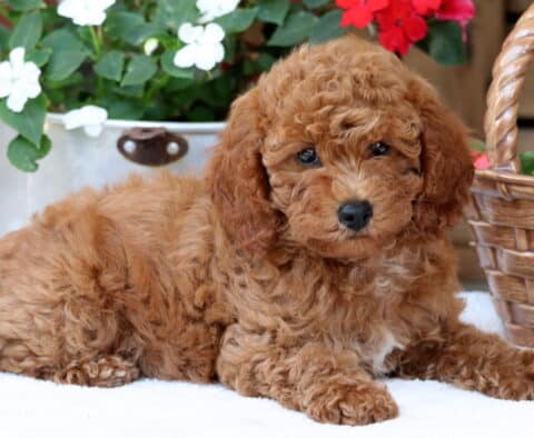 Daffodil Mini Poodle2