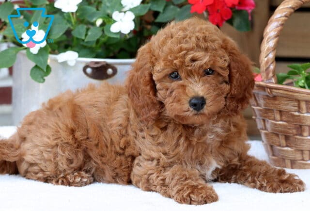 Daffodil Mini Poodle2 image