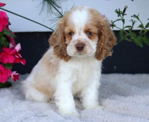 Daisy Cocker Spaniel