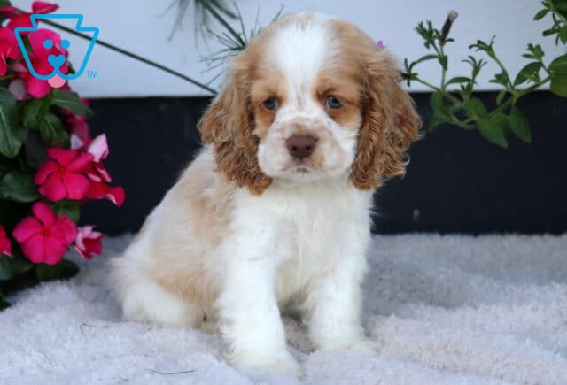 Daisy Cocker Spaniel image