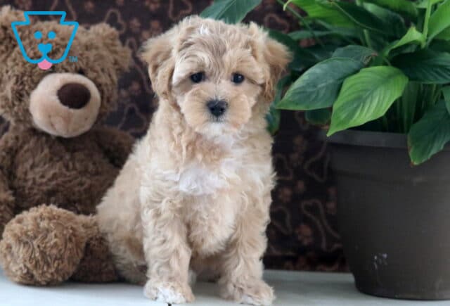 Daisy Maltipoo image