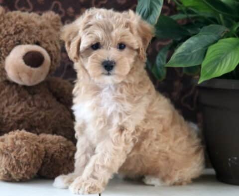 Daisy Maltipoo2