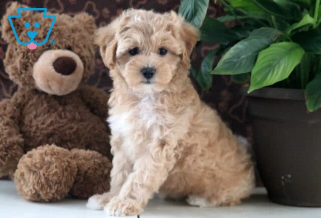 Daisy Maltipoo2 image