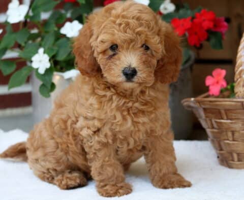 Daisy Mini Poodle