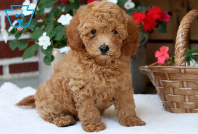 Daisy Mini Poodle image