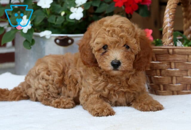 Daisy Mini Poodle2 image