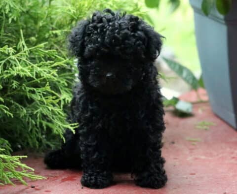 Daisy Toy Poodle