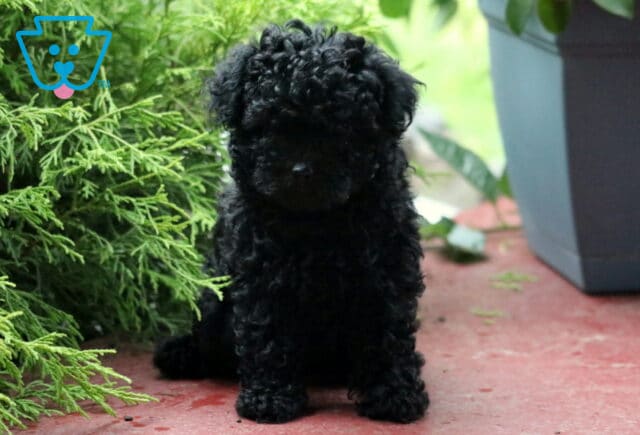 Tiny black Toy Poodle puppy with a dense curly coat sits on a red patio next to green shrubs, partially shaded by a large planter. image