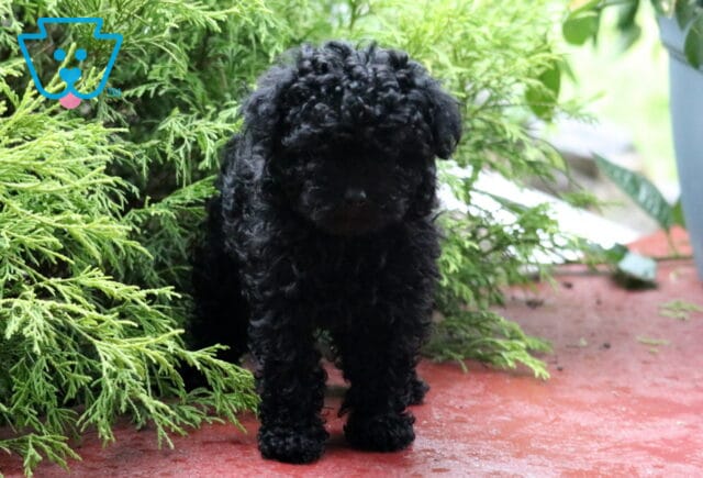 Tiny black Toy Poodle puppy with a curly coat stands near green shrubs on a red patio, looking downward with its face partially shaded. image