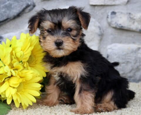 Daisy Yorkie