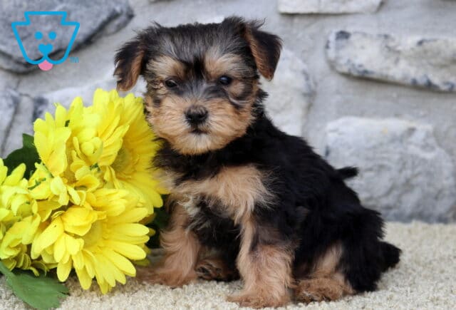 Daisy Yorkie image