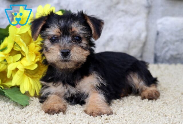 Dalilah Yorkie image