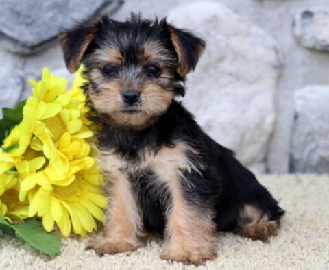 Dalilah Yorkie2