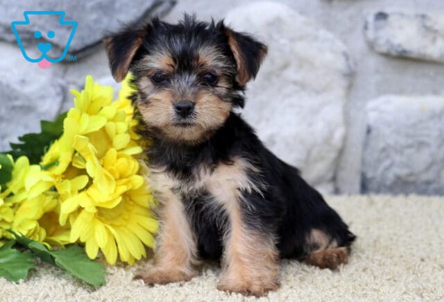 Dalilah Yorkie2 image