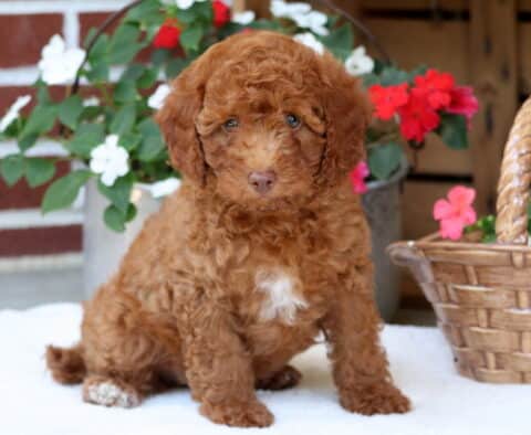 Dallas Mini Poodle