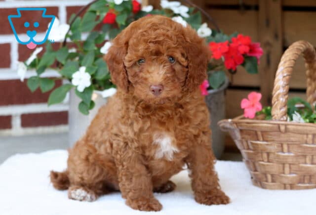 Dallas Mini Poodle image