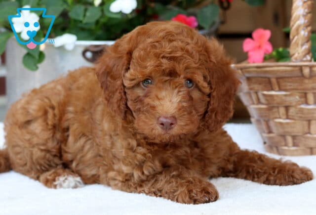 Dallas Mini Poodle2 image
