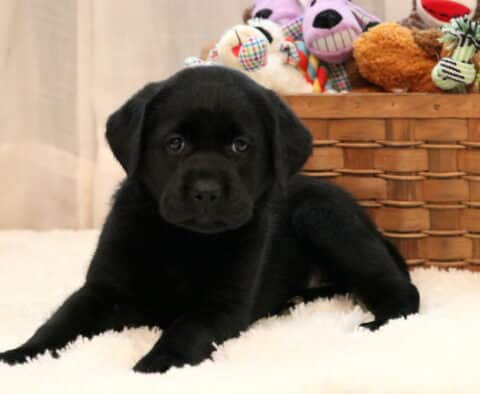 Dandy Black Lab