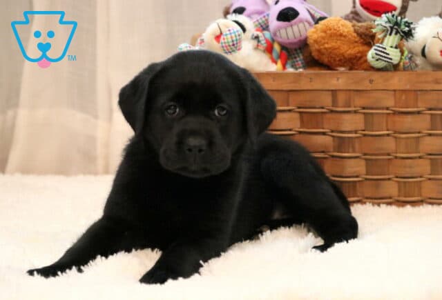 Dandy Black Lab image